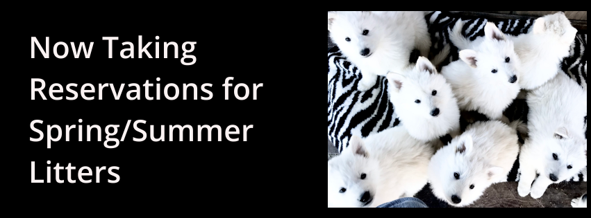 Spring SummerLitters
